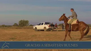 #Domadores de Caballos Cria Polo Argentino: MECANISMO EN LA PARADA Ariel Bonilla