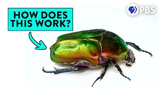 The Science of Iridescence is INCREDIBLE