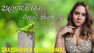 පලගැටියා ඔයා ලගට ආවොත් GRASSHOPPER SPIRIT ANIMAL