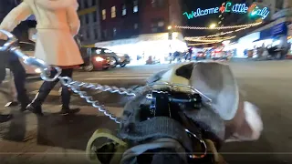 Hudson the Dog POV Walking Mulberry Street Little Italy of New York City on Christmas Eve 2021