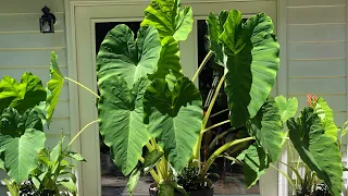 How to Grow Elephant Ear Plants | Colocasia | The Thrifted Planter