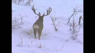 Utah Mule Deer 2001 Governor's Tag - MossBack