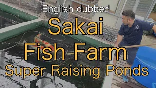 [Sakai Fish Farm Super Raising Pond]  Super Koi Talk 1-1-English dubbed
