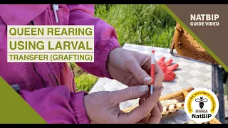 Queen Rearing using Larval Transfer (also known as Grafting)