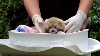 Vörös panda született Debrecenben