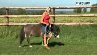 Que dois-je faire pour réussir à attraper mon poney au pré ?