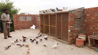 Pigeon house 2023 ky new design | Pigeon house banany k tareeqa