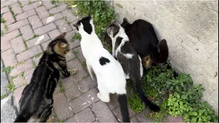 Four male cats chasing a female cat