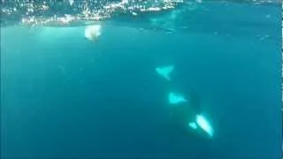 Orca with a ray filmed underwater in the Azores