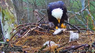 Little Miami Conservancy Bald Eagle- Bette & Baker z sumem - Karmienie LM5🐥🌹🍀LM6🐥🌹🍀LM7🐥🌹🍀10/04/2024