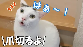 爪切りに慣れすぎた猫4匹の反応がこちらです