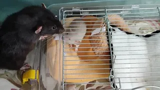 Дейл знакомится с детьми☺☺ Крысы дамбо❤‍🔥❤‍🔥