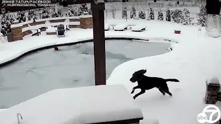 Tennessee woman jumps into frozen swimming pool to rescue dog | ABC7