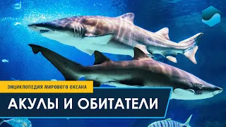 Акулы и обитатели Главного морского аквариума 0+