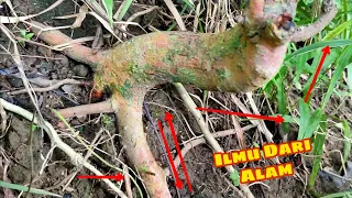 WAJIB DAN PENTING ‼️ Belajar Ilmu Langsung Dari Alam 🌿 - Bonsai tree