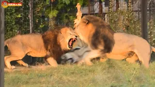 Лев - пограничник защищает львицу от вожака! Тайган. Lions life in Taigan.