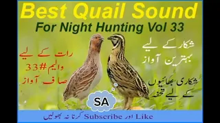 batair awaz rat k liye.quail sound for night