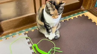 Cats think wish playing toys【Terrace and Stella】