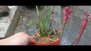 PISAH ANAKAN SARRACENIA DANA'S DELIGHT!!