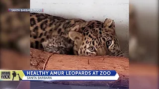 Behind the scenes photos of Amur leopard newborn, mother at Santa Barbara Zoo