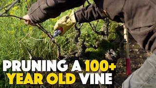 Old Vine Pruning