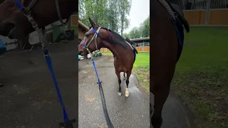 Ржание лошади - Звуки лошади - ржание коня - лошади  #лошади #арабская #horses