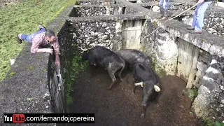 JAF - Wild Bulls & Calves - Be Careful On This Work - Terceira Island - Azores