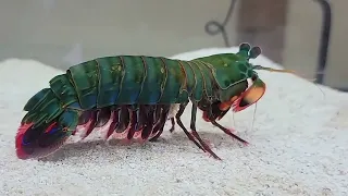 DON'T Buy A Mantis Shrimp Until You Watch This Video!