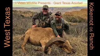 Giant West Texas Aoudad Rams