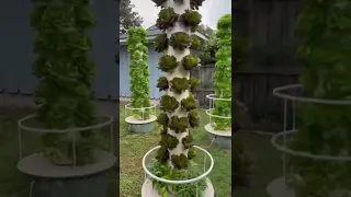 Ghost Grow 843 is the perfect EXAMPLE of a BACKYARD VERTICAL FARM 👏 #towergarden #aeroponics