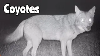 Coyotes: Various Trail Cameras