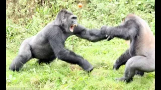 Top 5 Gorilla Fights On Camera | Zoo Fight