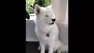 samoyed howl so cute