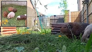 Guinea pigs enjoying a garden buffet