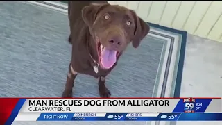 Man rescues dog from alligator