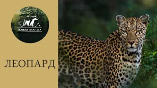 Невидимый хищник африки ЛЕОПАРД! Все что нужно знать о леопардах.