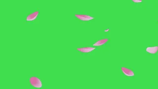 BEST Free Green Screen   Falling Sakura Cherry Blossom Leaf