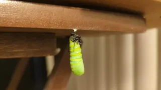 Monarch Caterpillar Chrysalis Formation Timelapse