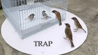 Can we catch bird with cage? - cage bird trap