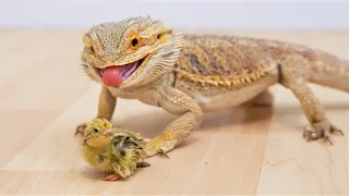 Bearded Dragon eats a mouse and quail chick