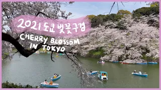 2021년 도쿄브이로그 - 도쿄 벚꽃 구경을 다녀왔어요 (나카메구로 도쿄역 황궁)