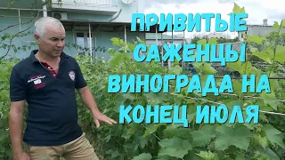 Состояние привитых саженцев винограда на конец июля.