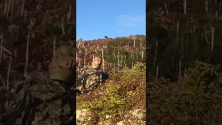 Deep Country Lodge 2016 Moose Hunt Newfoundland Canada