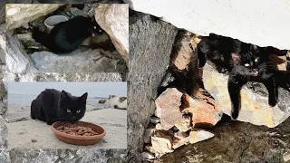 The black cat, abandoned 1 month ago, has been crying ever since and waiting for its owner to return