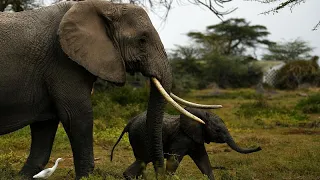 Namibia to sell 170 elephants to protect its wlildlife