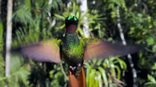 The Delightful Dance of Hummingbirds | The Wild Place | Relax with Nature | BBC Earth
