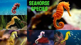 ALL SEAHORSE SPECIES IN THE WORLD, seahorse types sea life