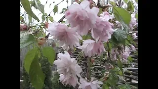 Сакура цветение на третий год в Харьковской области