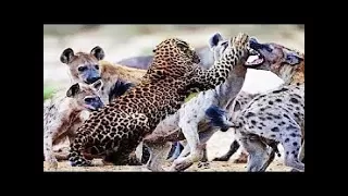 Clube da luta Animal - Lutadores da África