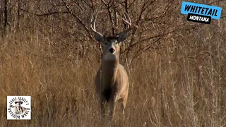 Rattling in 6 Bucks During Frigid Montana Whitetail Hunt